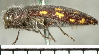 Media type: image;   Entomology 2732 Aspect: habitus lateral view